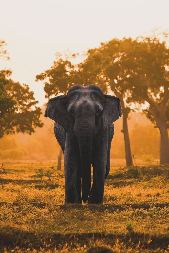 Book a private Udawalawe Safari with Elephant Feeding Experience.